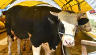Vekaletle kurban kesimi nasıl yapılır, şartları neler? Kurban vakti ne zaman sona erer?