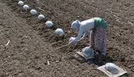 Çiftçiyi en çok zorlayan ürün nedir? Turfanda karpuz dikimi neden bu kadar zorlayıcıdır?