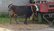 Kurban Kesim Vakti Ne Zaman Başlar ve Ne Zaman Biter? Kurban Kesimine Dair Tüm Detaylar