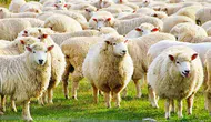 Kurban Bayramı ne zaman başlıyor, bitiyor? Bayramın 1. günü ne zaman denk geliyor?