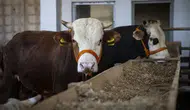 Kurbanlık fiyatları belli oldu: İşte il il küçükbaş ve büyükbaş fiyatları