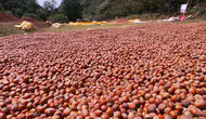 Fındık fiyatları neden dengede kalıyor? Karadeniz'de kritik süreç sürmekte