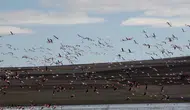 Yozgat'ın Gelingüllü Barajı, Göçmen Kuşlar İçin Neden Önemli Bir Durak Oluyor?
