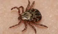 Kabus geri dönüyor! Kene riski bu illerde daha yüksek