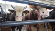 Aydın'da kurban kesim ücretleri ne kadar? İşte küçükbaş ve büyükbaş kesim fiyatları