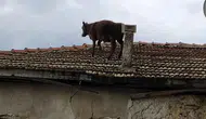 Bursa’da kaçan dana mahalleyi birbirine kattı