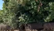 Bursa'da yiyecek arayan yaban domuzları şehir merkezine indi