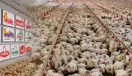 Fiyat tekeli müfettiş raporunda: Tavuk eti sektöründe neler oluyor?
