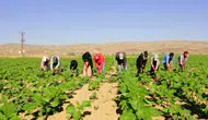 Tarım işçilerinin Urfa'dan Kayseri'ye uzanan zorlu yolculuğu
