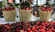 Tekirdağ'da 60. Uluslararası Kiraz Festivali, Demet Akalın ve Sakiler ile gerçekleşti