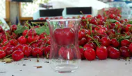 Çanakkale'de çay bardağından geçmeyen kirazların hasadı başladı