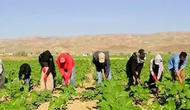 Mevsimlik tarım işçileri neden zorlu koşullarda çalışmak zorunda kalıyor?