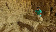Yem fiyatlarında düşüş! Saman fiyatları yarı yarıya geriledi