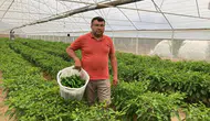 Manisa'nın Sarıgöl ilçesinde yetiştirilen emcelli biberi yoğun ilgi görüyor