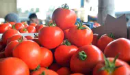 Hatay'da hallerde domates fiyatları 15 TL'ye düştü