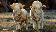 Merinos erkek kuzularının açık artırma fiyatı ne kadar olacak?