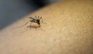 Sivrisinekler neden bazı insanları daha fazla ısırır?