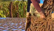 Osmaniye'de ilk kez yetiştirilen dal darı ile ilgili ne biliniyor?