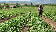 Sadece dededen kalma tohumla üretiyorlar : Almak için şehirlere akın ediyorlar