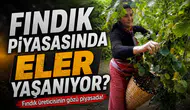Hasat öncesi fındık piyasasında son durum nedir? İşte güncel fındık fiyatları
