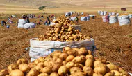 Patates fiyatları neden yükseldi? Sandıklı'da hasat başladı