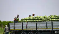 Adana'da karpuz fiyatları neden düşüyor