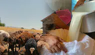 Ağrılı üreticiler yaz mevsiminde koyun sütünü ekonomiye nasıl kazandırıyor?