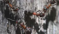 Parazitler karıncaların ömrünü nasıl uzatıyor? Yeni araştırmalar ne gösteriyor?