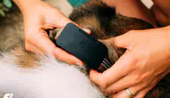 Köpek takip cihazında kapsama alanı sorunu bitiyor : Uydu bağlantılı Fi Ultra tanıtıldı