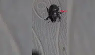 Tokat'ta nesli tükenmekte olan gergedan böceği neden görüntülendi?