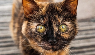 31 yaşındaki kedi Millie'nin uzun ömrünün sırrı nedir?