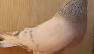 Şebap güvercinlerinin fiyatı ne kadar? Neden bu kadar pahalı?
