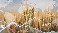 El Nino ve jeopolitik faktörler tarım emtiasını nasıl etkiledi?