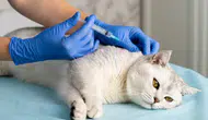 Kedi ısırığı kuduz yapar mı? Diyarbakır’daki vaka sonrası uzmanlardan açıklama