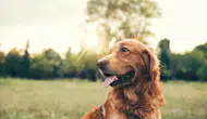 Köpeklerin insan mimiklerini anlama yeteneği neden bu kadar önemli?