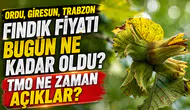 Fındık piyasasında bekleyiş zirvede, fiyatlar dalgalı