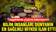 Bilim insanları dünyanın en sağlıklı bitkisi ilan etti : Tezgahlarda yüzüne bakmıyoruz