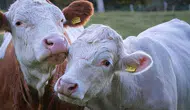 Yeşil et fiyatları neden bu kadar yükseliyor? Yeni araştırma ne diyor?