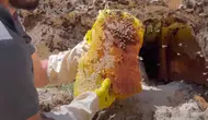 Kaya balı neden bu kadar değerli? Toplaması nasıl oluyor?