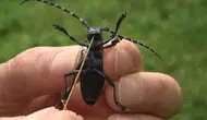 Karadeniz'de fındık bahçelerini tehdit eden Drakula böceği nedir?