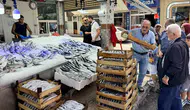 Karadeniz'de palamut bolluğu yaşanıyor: Tezgahlardaki fiyatlar neler?