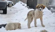 Diyarbakır’da taşların arasında mahsur kalan iki yavru köpek nasıl kurtarıldı ?