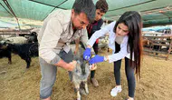 Şırnak'ta veteriner ekipleri hayvan aşılaması ve küpeleme çalışmalarını hızlandırıyor mu ?