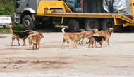 Sokak köpeklerinin toplanma oranı nedir ve süreç nasıl işleyecek ?