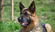 Ordu'da ağzına çengel takılan köpek tedavi edildi