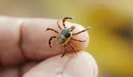 Kene yine can aldı ! Kene ısırması sonucu bir kadın hayatını kaybetti