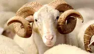 2027 Kurban Bayramı hangi güne denk geliyor, arife günü ne zaman ve Kurban Bayramı tatili kaç gün sürecek?