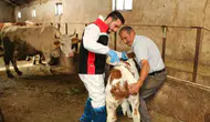 Hayvanları kenelere karşı nasıl koruruz ? Hayvanlara kene ilaçlaması nasıl yapılır ?