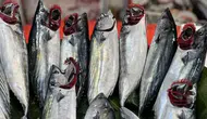 Karadeniz'de palamut bolluğu : Fiyatlar ne kadar?