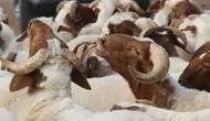TİGEM küçükbaş hayvan satışı ne zaman gerçekleşecek? İhale hangi tarihte gerçekleşecek?